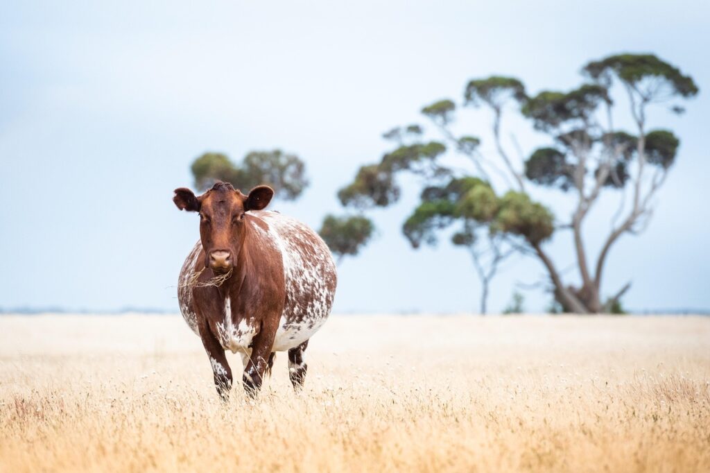 40代が妊娠中に酵素ドリンクを使用しても大丈夫？
