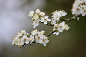酵素ドリンクの梅味は本当においしい？口コミでわかる実際の評価は？